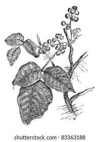 Poison ivy (Rhus Toxicodendron), vintage engraved illustration. Trousset encyclopedia (1886 - 1891).