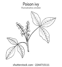 Hiedra venenosa (Toxicodendron orientale), planta medicinal. Ilustración de vector botánico dibujada a mano