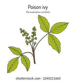 Poison ivy (Toxicodendron orientale), medicinal plant. Hand drawn botanical vector illustration