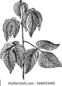 Poison Ivy Vintage Engraved Illustration. 