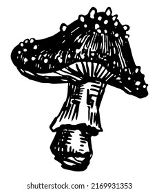 Poison mushroom Amanita muscaria. Fly agaric, fungus in engraving style. Single retro clipart isolated on white. Hand drawn vector sketch illustration.