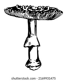 Poison mushroom Amanita muscaria. Fly agaric, fungus in engraving style. Single retro clipart isolated on white. Hand drawn vector sketch illustration.