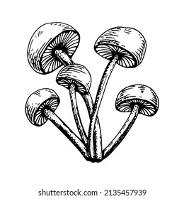 Poison mushroom. Fly agaric red, toadstool in sketch style. Deadly fly agaric. Dangerous forest mushroom. Black and white line art hand drawn vector. Psychedelic mushroom.