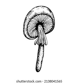 Poison mushroom. Fly agaric red, toadstool in sketch style. Deadly fly agaric. Dangerous forest mushroom. Black and white line art hand drawn vector. Psychedelic mushroom.