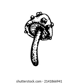 Poison mushroom. Fly agaric red, toadstool in sketch style. Deadly fly agaric. Dangerous forest mushroom. Black and white line art hand drawn vector. Psychedelic mushroom.