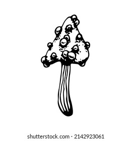 Poison mushroom. Fly agaric red, toadstool in sketch style. Deadly fly agaric. Dangerous forest mushroom. Black and white line art hand drawn vector. Psychedelic mushroom.