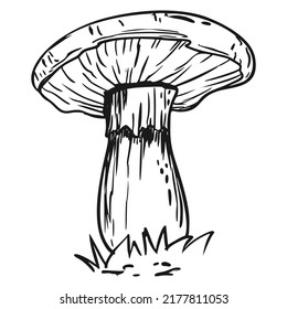Poison mushroom. Fly agaric. White toadstool. Mushroom family. Sketch. Graphics. Hand drawn vector illustration. Dangerous mushroom isolated on white background.