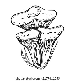 Poison mushroom. Fly agaric. White toadstool. Mushroom family. Sketch. Graphics. Hand drawn vector illustration. Dangerous mushroom isolated on white background.