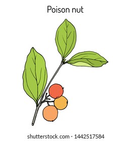 Poison Nut (Strychnos Nux-vomica), Or Venom Orange, Nux Vomica, Semen Strychnos, Quaker Buttons, Medicinal Plant. Hand Drawn Botanical Vector Illustration