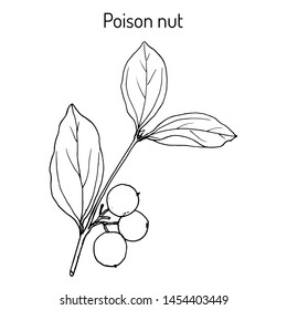 Poison Nut (Strychnos Nux-vomica), Or Venom Orange, Nux Vomica, Semen Strychnos, Quaker Buttons, Medicinal Plant. Hand Drawn Botanical Vector Illustration