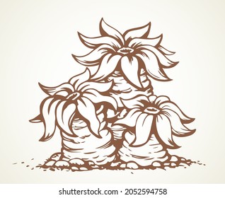 Poison soft fan coast live Actiniaria hexacorallia anthozoa sting on white tank text space. Outline black ink hand drawn actinium pinna logo icon sign design in art doodle print style. Close up view