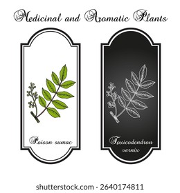 Poison Sumac, or Thunderwood (toxicodendron vernix), medicinal plant. Hand drawn botanical vector illustration