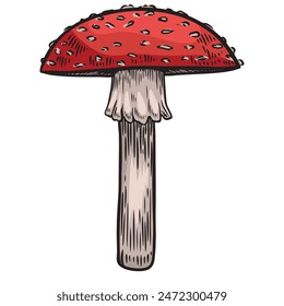 Poisonous amanita mushroom vector hand drawn illustration.