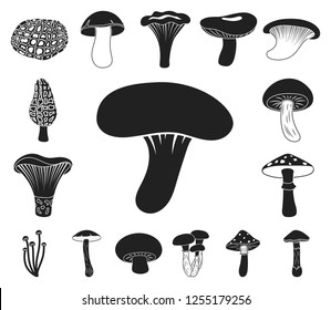 Poisonous and edible mushroom black icons in set collection for design. Different types of mushrooms vector symbol stock web illustration.