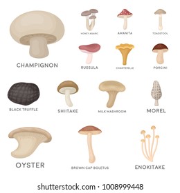 Poisonous and edible mushroom cartoon icons in set collection for design. Different types of mushrooms vector symbol stock web illustration.