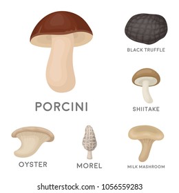 Poisonous and edible mushroom cartoon icons in set collection for design. Different types of mushrooms vector symbol stock web illustration.