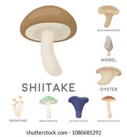 Poisonous and edible mushroom cartoon icons in set collection for design. Different types of mushrooms vector symbol stock web illustration.