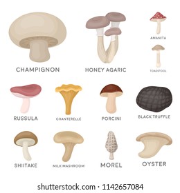 Poisonous and edible mushroom cartoon icons in set collection for design. Different types of mushrooms vector symbol stock web illustration.