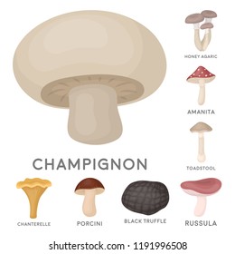 Poisonous and edible mushroom cartoon icons in set collection for design. Different types of mushrooms vector symbol stock web illustration.