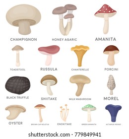 Poisonous and edible mushroom cartoon icons in set collection for design. Different types of mushrooms vector symbol stock web illustration.