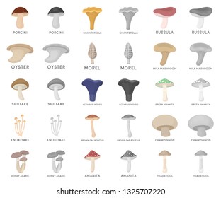 Poisonous and edible mushroom cartoon,monochrom icons in set collection for design. Different types of mushrooms vector symbol stock web illustration.
