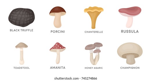 Poisonous and edible mushroom icons in set collection for design.Different types of mushrooms vector symbol stock web illustration.