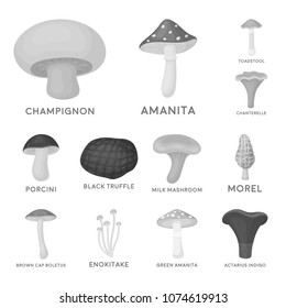 Poisonous and edible mushroom monochrome icons in set collection for design. Different types of mushrooms vector symbol stock web illustration.