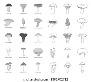 Poisonous and edible mushroom mono,outline icons in set collection for design. Different types of mushrooms vector symbol stock web illustration.