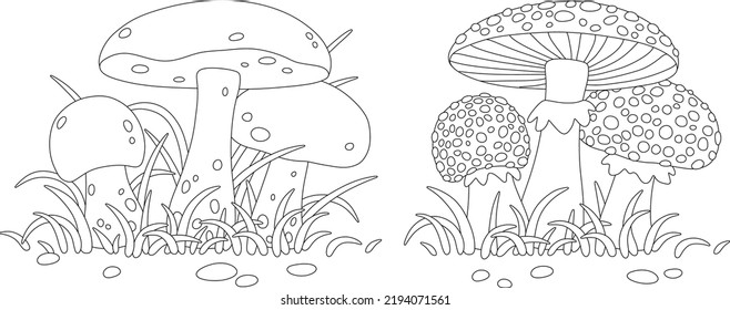 Poisonous fly agarics with spots and edible forest mushrooms, black and white vector cartoon illustrations for a coloring book page