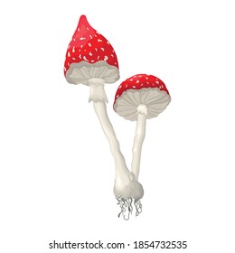 Poisonous fly mushrooms with a detailed shade of light. Vector illustration of the fungus amanita.