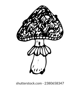 Poisonous mushroom fly agaric doodle. Hand drawn sketch.