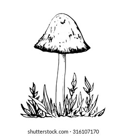 poisonous mushroom at grass, ink pen drawing, vintage style botanical illustration,  monochrome black line drawing floral composition