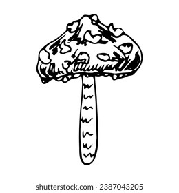Poisonous mushroom pale toadstool doodle. Hand drawn sketch.