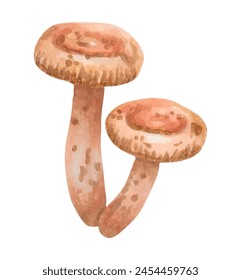 Seta venenosa Paxillus involutus.Ilustración con acuarela y marcadores. Dibujado a mano arte aislado. planta de bosque botánico con una tapa marrón y bordes redondeados. Vector.