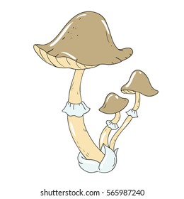 Poisonous Mushroom toadstool. Mycelium Vector Mushroom isolated