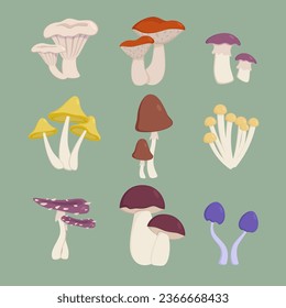 Poisonous mushrooms from forest vector illustrations set. Toxic or edible plants, chanterelle, fungus growing on ground in wild. Autumn nature, food, danger, wildlife concept