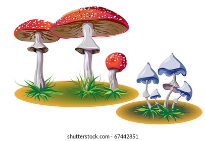 poisonous mushrooms with grass