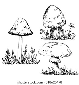 poisonous mushrooms at grass, ink pen drawing set, vintage style botanical illustration,  monochrome black line drawn floral composition
