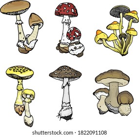 The poisonous mushrooms on the white background