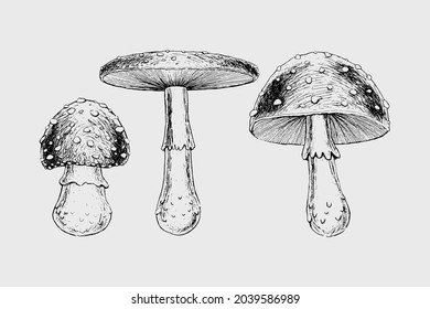 Poisonous mushrooms set Realistic Vector illustration hand-drawn ink black and white toadstool fly agaric mushrooms with red hat Attributes of witchcraft magic occult voodoo  autumn vintage retro