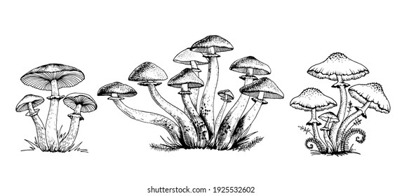 Ядовитые грибы Векторная иллюстрация, нарисованная вручную, семейство несъедобных грибов Опасные грибы, поганка, мухомор, белая поганка, семейство грибов, изолированных на белом фоне