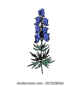 Poisonous plant Aconitum isolated on white background. Hand drawn vector illustration in engraving style.