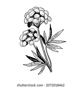 Poisonous plant Cicuta isolated on white background. Hand drawn vector illustration in vintage engraving style. Vector illustration