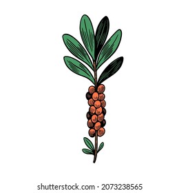 Poisonous plant Daphne mezereum isolated on white background. Hand drawn illustration in vintage engraving style.