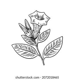 Poisonous plant Datura isolated on white background. Hand drawn vector illustration in vintage engraving style. 