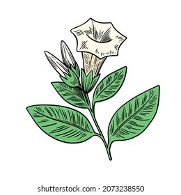 Poisonous plant Datura isolated on white background. Hand drawn colorful vector illustration in engraving style.