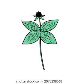 Poisonous plant Ravens eye ,Paris quadrifolia, isolated on white background. Vector illustration in engraving style.