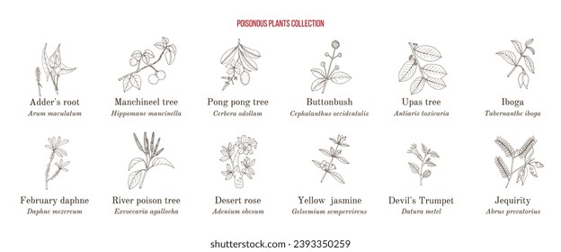 Poisonous plants collection. Hand drawn vector set of medicinal herbs