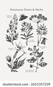 Poisonous plants poster design template. Botanical print. Witch herbs sketches collection. Vintage wall art. Hand drawn vector illustration. NOT AI generated