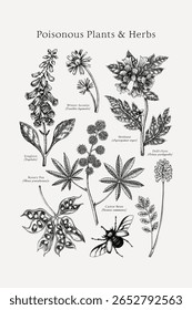 Poisonous plants poster design template. Botanical print. Witch herbs sketches collection. Vintage wall art. Hand drawn vector illustration. NOT AI generated